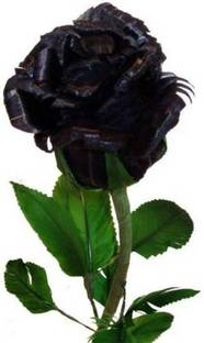 ROSEMERC BLACK rose plant ( 100 per packet) Seed