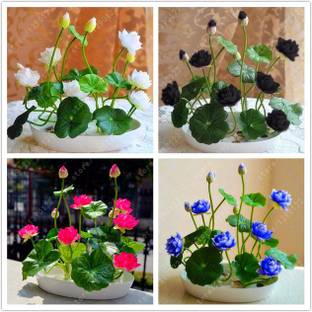 ROSEMERC white,black,red,blue lotus( each 5) Seed