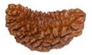 Durga gems Ek Mukhi Rudraksha / One Face Rudraksha / 1 Mukhi Rudraksh With Lab Certificate 100% Original Rudraksha Natural Wood