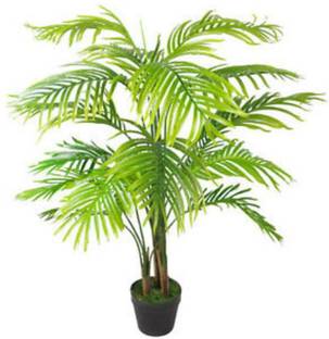PlantaZee Areca Plam