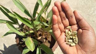 GreenHorizon Elaichi/Cardamom Plant