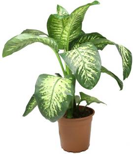 BHAJANLAL GREENERY Diffen Live Plant