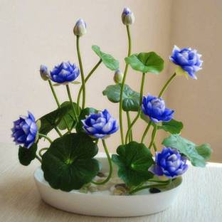 VS GLOBAL imported blue lotus (50 per packet) Seed