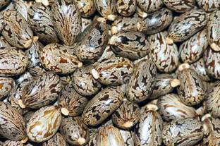 Radhakrishna Arandi ke Beej 250 Grm, Arandi, Castor Seed, Ricinus Communis, Aamudamu, Erandela, Amanakkuenney, Avanakkenna, Rerira Seed