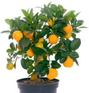 ROSEMERC imported bonsai orange (15 per packet ) Seed
