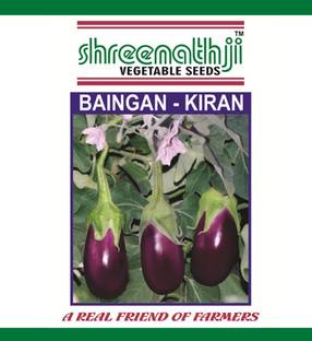 SHREENATHJI SEEDS FARM brinjal Seed