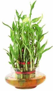 Real Nature 3 Layer Lucky Bamboo Plant with Glass Bowl and Jelly Balls Artificial Plant  with Pot