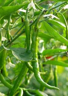 Green World PUSA JWALA CHILLI / MIRCH SEEDS (100 GRAMS SEEDS) Seed