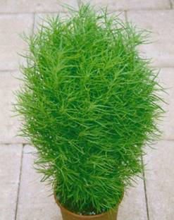 VS GLOBAL IMPORTED KOCHIA GREEN GRASS ( 50 PER PACKET ) Seed