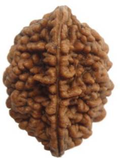RUDRA DIVINE 2 mukhi rudraksha original with certified / 2 face Wood