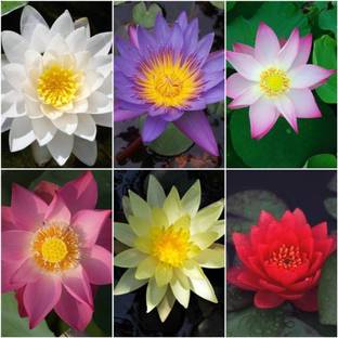 ROSEMERC 6 COLOUR LOTUS SEEDS (30 PER PACKET) Seed