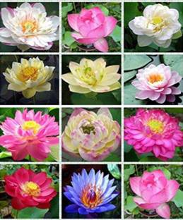 ROSEMERC mixed colour lotus seeds(50 per packet) Seed