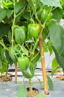 Green World CAPSICUM / BELL PEPPER / SHIMLA MIRCH GREEN SEEDS ( 20 SEEDS ) Seed