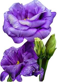 Futaba Heirloom Lisianthus Eustoma - Blue - 100 Pcs Seed