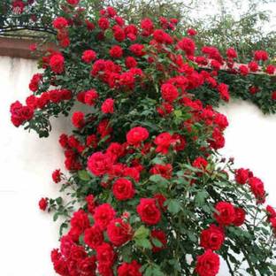 ROSEMERC imported beautifull red climbing rose flower plant ( 100 SEEDS PACK) Seed