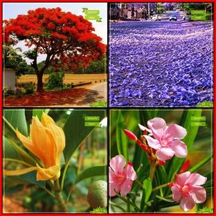 OhhSome Bonsai Suitable Seeds Combo Tree Seeds : Blue Jacaranda, Flame Tree, Michelia Champaca, Karavira Flower Tree Fruit Seeds For Home Garden Seed