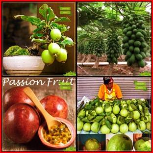 OhhSome Seeds India Combo Bonsai Suitable : Lemon Guava, Papaya, Passion Fruit - Violet, Kilo Pera Bonsai SuitableKitchen Garden Pack Seed