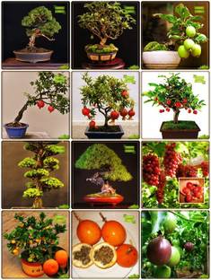 OhhSome Heirloom Seeds Combo Fruit Bonsai Suitable & Fruit Bonsai Suitable : English Walnut, Psidium Guava, Pomagranate Dwarf, Indian Plum, Japanese Cedar, Pine Tree, Guava, Pomagranate, Grape, Orange, Passion Fruit - Yellow, Passion Fruit - Violet Terrace Gardening Seed