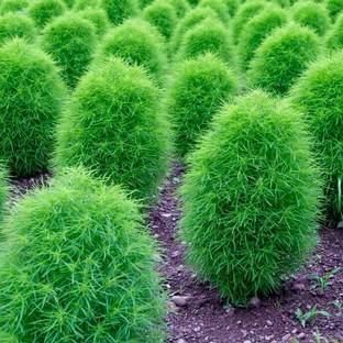 Paudha Kochia Seed
