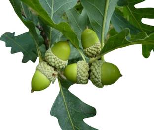 Redoak Oak Tree Plant Seeds-10Pcs Seed
