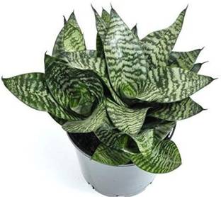 Siam Garden Snake Plant