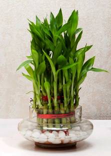 AGAMI Three Layer Bamboo Plant