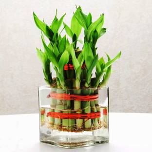 AGAMI Two Layer Bamboo Plant