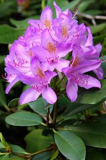 Nema Rhododendron Azalea Flower Seeds - Purple - 50 Pcs Seed