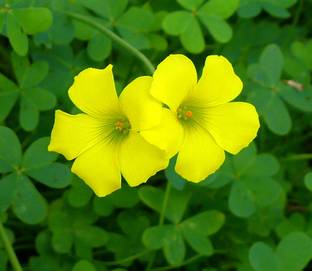 Nema Oxalis Wood Sorrel Flower Seeds - Yellow - 120 Pcs Seed