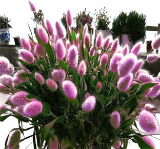 Futaba Bunny Tails Lagurus Ovatus Grass Seeds Seed