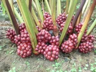 Vamsha Nature Care Elaichi/Cardamom Plant