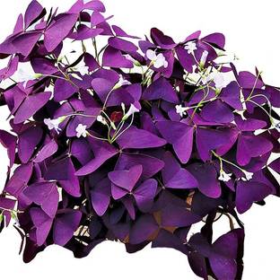 Nema Oxalis Wood Sorrel Flower Seeds - Deep Purple - 120 Pcs Seed
