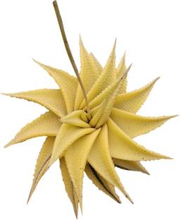 Nema Rare Mini Succulent Cactus Seeds - Yellow - 30 pcs Seed