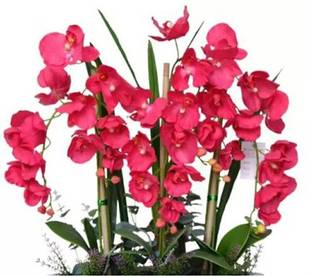 Nema Garden Phalaenopsis Orchids Seeds - Deep Pink -200 Pcs Seed