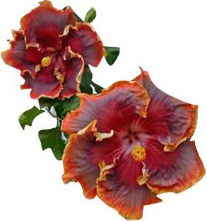 Nema ri Colour Hibiscus Flower Seeds - Rust - 100 Pcs Seed