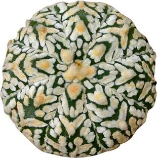 Futaba Mini Astrophytum succulents Seeds Seed