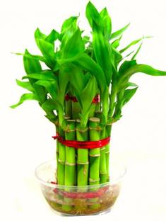TreeLand Golden Money Plant
