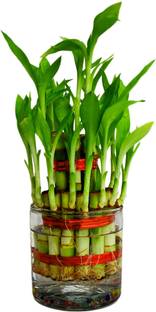 आगामी हरा 2 लेयर वाला लकी बांस का पौधा, ग्लास के सिलिन्ड्रिकल गुलदस्ते के साथ. बीज