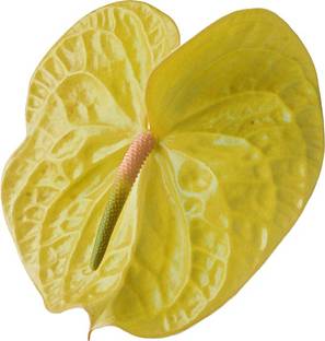 नेमा एंथुरियम एंड्रेनु सीड्स - येल्लो - 100 Pcs बीज