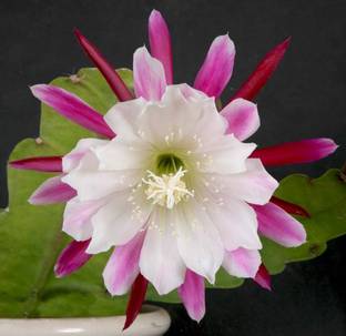 Nema Epiphyllum Anguliger Night Blooming Flower Seed Seed