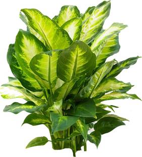 Nema Rare Dieffenbachia Seeds-Green-100Pcs Seed
