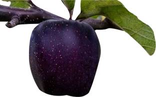 Nema Perennial Diamond Apple Dwarf Fruit Seeds-Black-30Pcs Seed