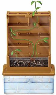 Webby Grow A Maze Kit