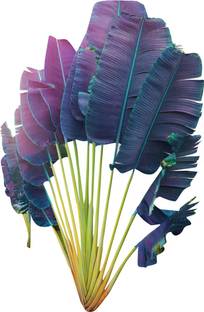 Redoak Tropical Gaint Palm Tree Seeds-Purple Seed