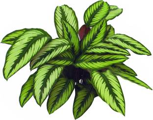 Nema Calathea Foliage Plant Seeds-100Pcs Seed