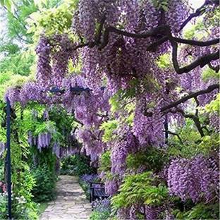 Srushtitraders Purple Wisteria Flower Seeds Seed