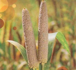 Green World HYBRID BAJRA / PEARL MILLET SEEDS FOR FARMING OR AGRICULTURE ( 5 KGS SEEDS ) Seed