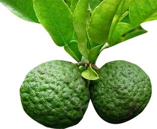 Nema Kaffir Lime Seeds-30Pcs Seed