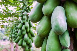Green World RED LADY F1 HYBRID PAPAYA TAIWAN 786 VARIETY SEEDS ( 200 SEEDS ) Seed