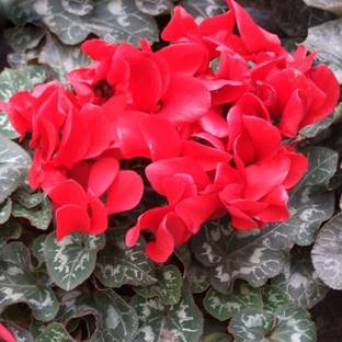 Nema Cyclamen Flower Seeds - Red -100 Seeds Seed